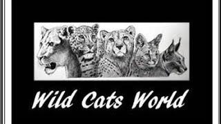 Wild Cats in the World || @catalexanderwildtrainedfun3634 @wildsidecats || Top Category