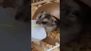 Даже Хомяку нравится Нано бальзамы .