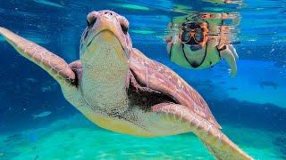 Our Favorite Caribbean Excursion! - Celebrity Beyond