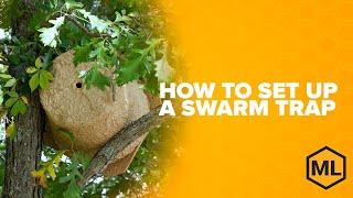 Your Beehive about to Swarm? Set up a Swarm Trap!