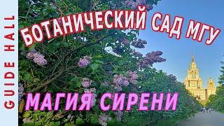 КОЛЛЕКЦИЯ СИРЕНИ, БОТАНИЧЕСКИЙ САД МГУ - создатели, экскурсия, сорта. Как добраться и цена билета?