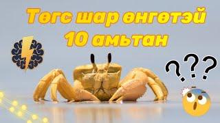 Төгс шар өнгөтэй 10 амьтан