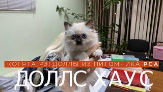 Котята рэгдоллы из питомника PCA ДОЛЛС ХАУС