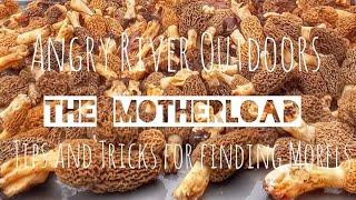 Morel Mushroom Hunting tips and tricks// The Motherload Full version// SW Wisconsin public land