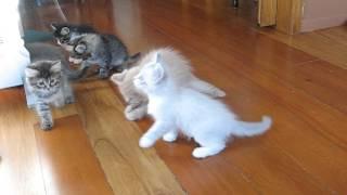 Six Siberian kittens at play