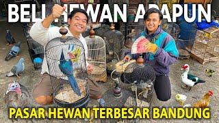 BELIIN HAIKAL HEWAN APAPUN YANG DIA MAU KE PASAR HEWAN  SUKAHAJI TERBESAR DI BANDUNG!