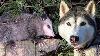 My Husky Spotted A Strange Visitor!