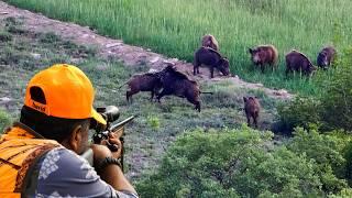 GIANT WILD BOAR INVASION: Massive Herds, Perfect Shots & Epic Hunts!