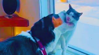 This Is My Territory - Funny Animals Fighting Each Other  || PETASTIC 