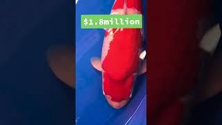 Most expensive koi ever sold!