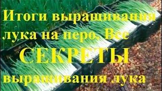 1 месяц работы. Итоги выращивания лука на перо. Все секреты выращивания лука. Лук на перо в теплице.