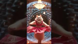 cat dash #shorts #ytshorts