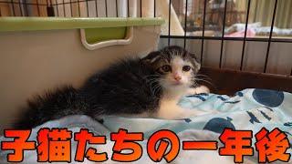 イカ耳で怒っていた子猫たちの一年後の成長した姿がこちらです