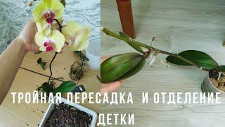 Отделение детки и пересадка орхидеи #орхидеяполив #пепесадкаорхидеи#орхидеяфаленопсисуход #orhids