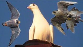 Сокол Сапсан(HD)Falcon Pelegrinus