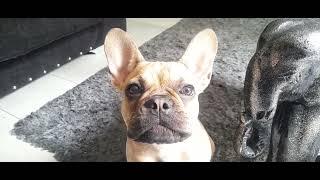 Cute French Bulldog Puppy Calls Out 'Mum' #dog #doglover #shortsvideo