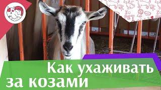 4 самых распространенных ошибки при уходе за козами на ilikepet