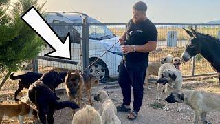 Yeni Köpek ALMAN KURDU GECE'YE GÖZ DİKTİ!