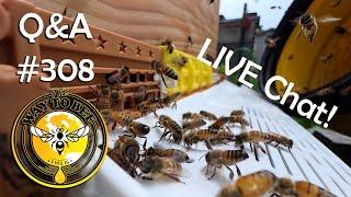 Backyard Beekeeping Q&A 308 Friday LIVE Chat Edition!