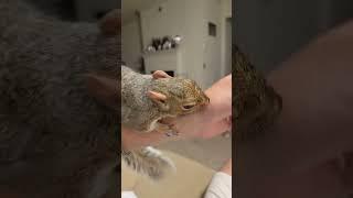 Playful Squirrel Loves My Hand  #shorts