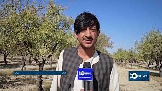 Almond harvest declines 50% in Zabul's Naw Bahar | کاهش پنجاه درصدی حاصلات بادام در نوبهار زابل