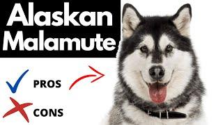 Alaskan Malamute Pros And Cons | The Good AND The Bad!!