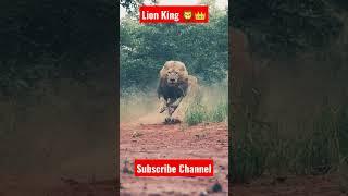 The Lion King  Sher aaya #youtube #viral #shorts