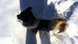 Louie Snow Bouncing