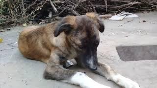 Mother dog/Sibling Stray pups/White Stray dog eating raw chicken feet/Brown pup pees/Deja Wu #anime