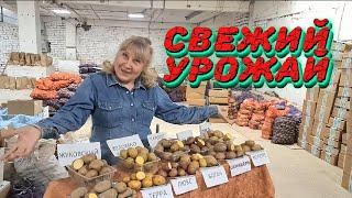 САМЫЕ РАННИЕ СОРТА КАРТОФЕЛЯ ИЛИ УЛЬТРАРАННИЕ СОРТА КАРТОШКИ