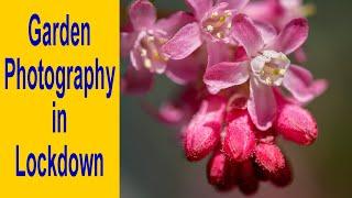 Photography in your Garden / Backyard