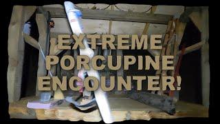 Extreme Porcupine Encounter