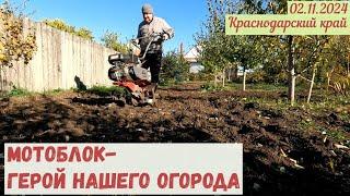 Краснодарский край. 02.11.2024. Мотоблок-герой нашего огорода.