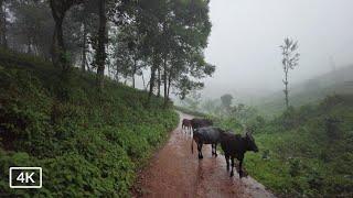 Walk in rain and chilling mist | Kerala Monsoon season | 4K ASMR rain sounds for sleep and relaxing