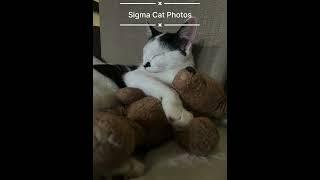 SIGMA CAT #phonk #phonkmusic #music #phonkmeme #edit