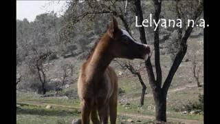 Lelyana