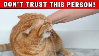 SCIENCE SENSATION: How Your Cat Can Recognize and Warn You About Bad People in Your Life