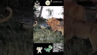 Lions vs crocodiles  funny animal world #ytshorts