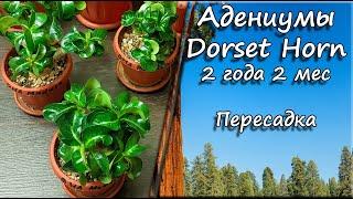 Адениумы Dorset Horn. 2 года 2 месяца. Пересадка