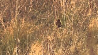 Unknown bird maybe House Bunting Burwell Fen Cambridgeshire UK 30Dec14 156p