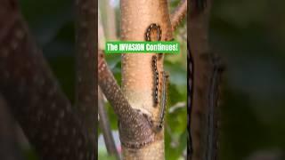 Battling BILLIONS at the Border! Northern Maine Caterpillar Invasion!