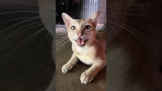 My pet  #shorts #viral #cat