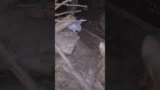 Так начинался какой-то триллер. Внезапное нападение Акробата #hare #bunny  #attack