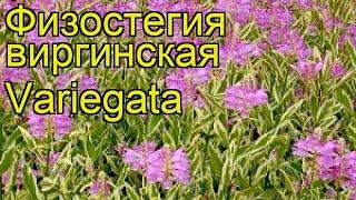 Физостегия виргинская Вариегата. Краткий обзор, описание physostegia virginiana Variegata