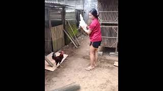 subscribe!! BUDIDAYA AYAM KAMPUNG  #shorts #ayamjagojangandiadu #beternakayam #budidayaayamkampung