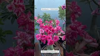 Rare imported Big Adenium Plant Online Shopping 🪴 #adenium #plants #flowers