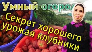 Как получить хороший урожай клубники? Рецепт десерта. Умный огород монахини Евфросинии.