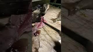Huge Porgi Filets  #porgi #fishing #newyork #usa #fishporn