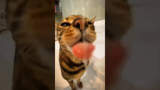 Internet Funniest Cats Videos - Rofl Cats  #shorts