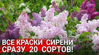 Все краски  сирени - сразу  20  сортов!